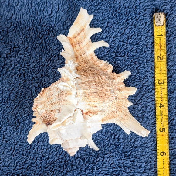 Murex Seashell on Wooden Stand - Picture 6 of 6